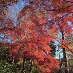 深大寺に行ってきました！